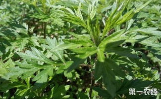 艾草种植，技术是关键