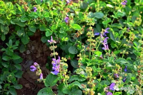 催芽， 其实是个耐心活儿