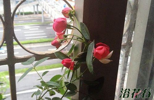 月季花病虫害防治有哪些花友经验分享