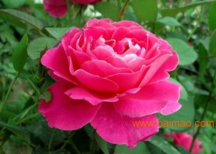 红宝石月季（科德斯）的花期有多长？