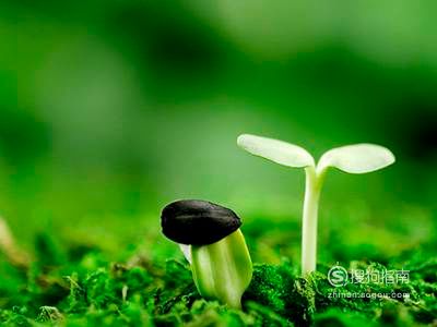 土壤：小苗的家