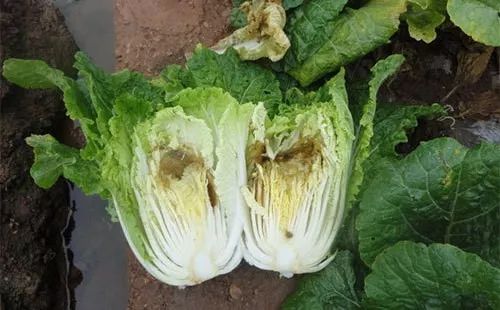 白菜不包心，影响产量与品质