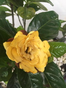 刺玫花叶子发黄掉落怎么办？如何有效救治恢复生机