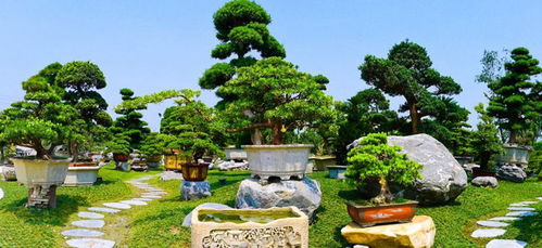 家族盆景图片大全，展示各式盆景