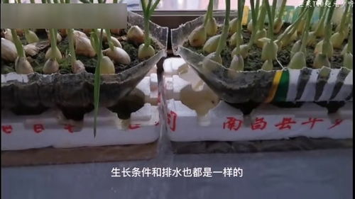 蒜苗水里怎么长得快？