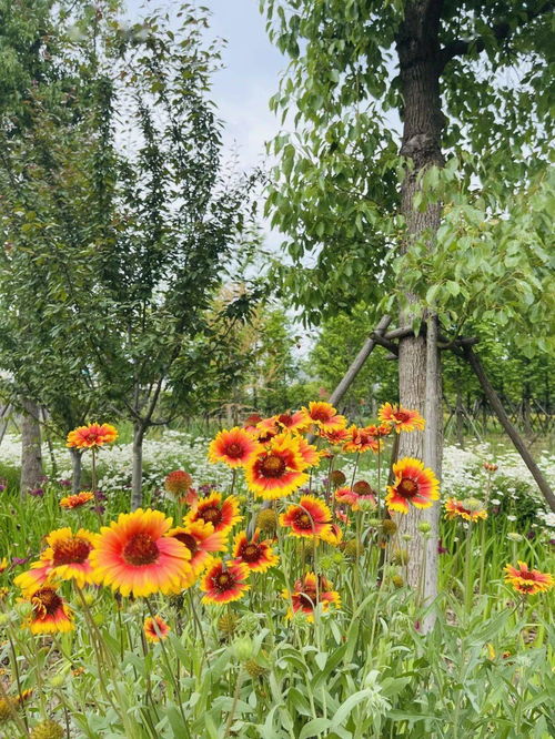 绣球：秋天的时尚达人