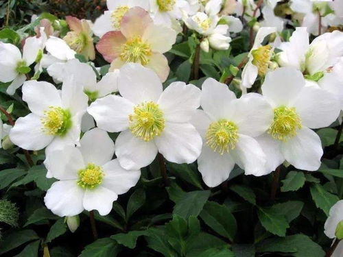 北方冬季种植花卉，省300元提升成活率小妙招！