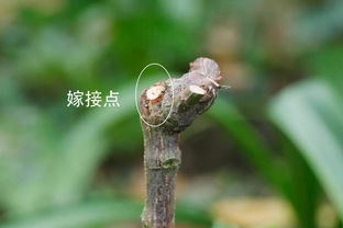 先说说 我们来了解一下“偏冠”的原因