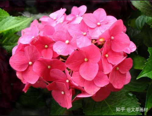 八仙花寓意美好，开启美丽花卉之旅