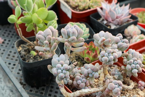 球状根茎花种植，如何选择最佳土壤