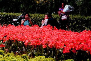 其他不容错过的花卉展