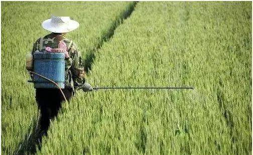 雨前六小时喷洒莠去津，会不会有问题？