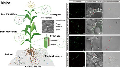 土壤选择：选对土壤， 让小肉肉住得舒服