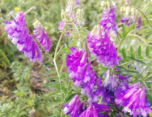 耐旱耐寒， 适应性强