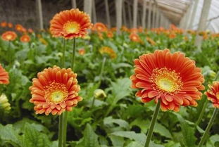 如何挑选非洲菊种子，避免踩雷