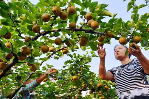 梨什么时候成熟？不同品种的采摘时间有区别吗