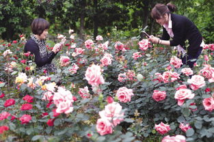 金华永康金胜山公园的月季花盛宴