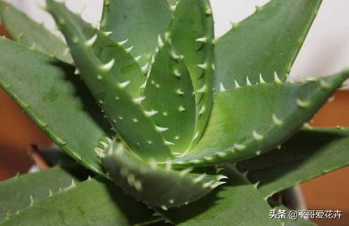 家里养芦荟是否适宜，需考虑其生长习性和家庭环境