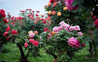 济宁月季市花文化中的独特魅力