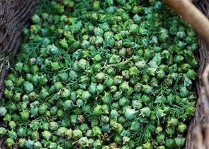 寄生树是宝贝？它的药用价值可不简单