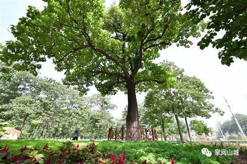 河南的树为什么没有叶？中原大地是否缺少生机