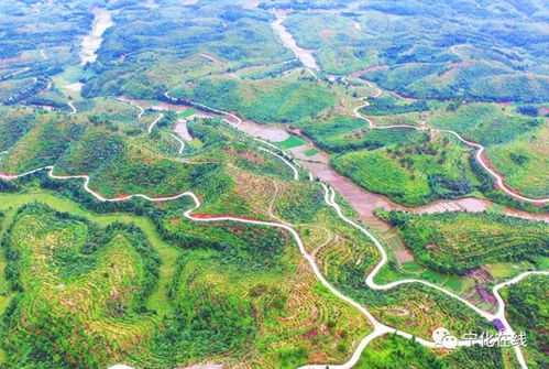 常见山草大盘点， 紫花苜蓿是草界六边形战士