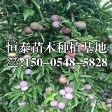 5年树苗的价格，你敢信？