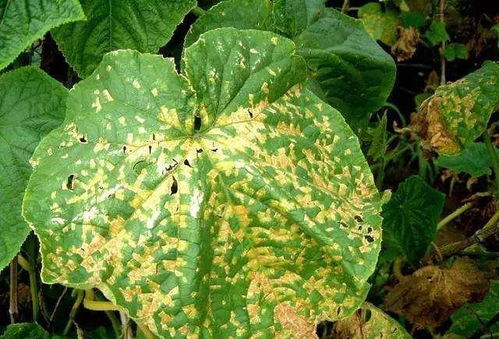 病害的症状及危害