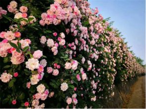 黄木香蔷薇的花期