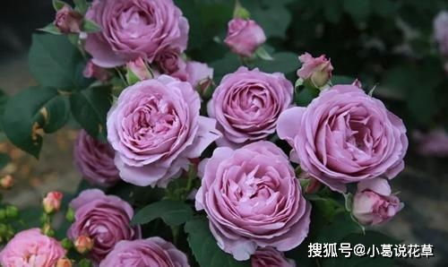 蓝紫色月季的神秘魅力