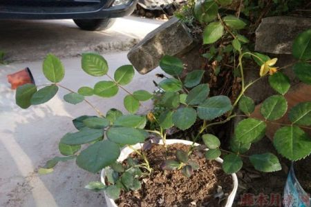 牛粪种花宝典：花卉种植首选肥沃秘籍