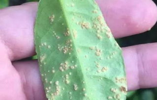 用途广泛：硫酸矾的“多功Neng”