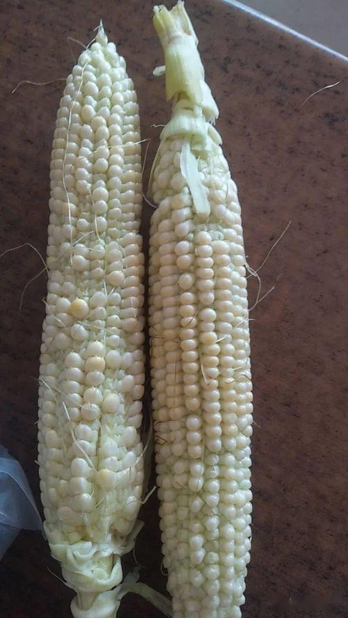 广西砂糖橘种植户踩过的坑：