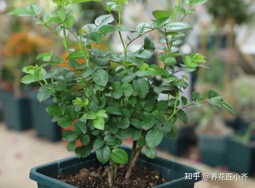 月季换盆时需要清洗根部和土壤吗？
