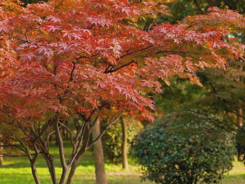 金银花：金命人的财运守护神