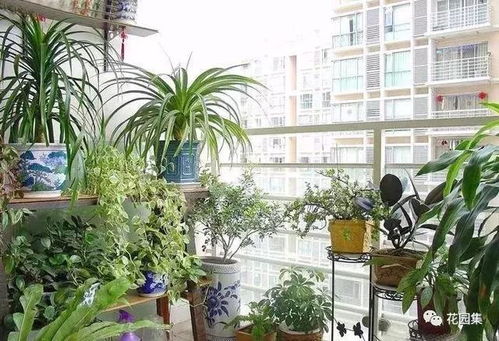 阳台党与地主老财，不同需求