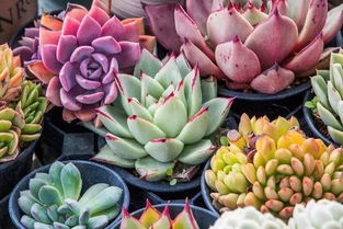 温度与光照控制