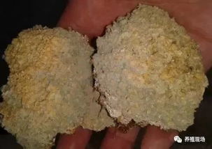 如何冷冻保存新鲜地皮菜以延长其保质期