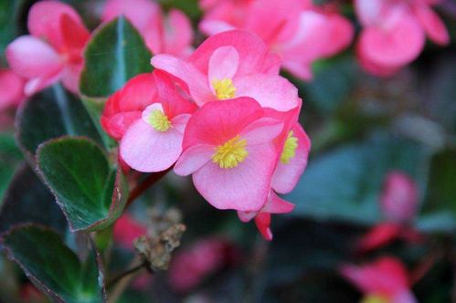 梅子布丁月季的花期揭秘