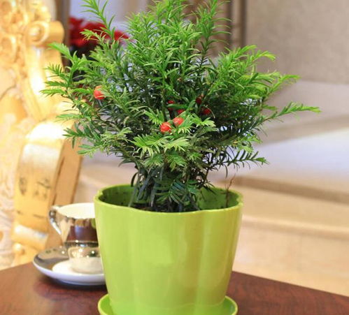 冬天盆栽植物如何浇水？浇水量和频率如何把握