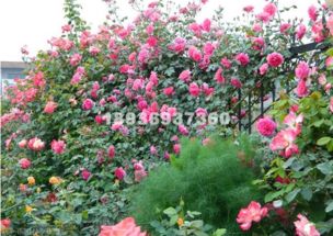 月季花， 那个美丽的藤本小精灵