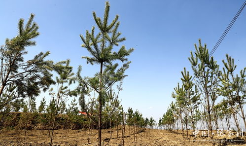 刘师傅的教训：内蒙古与福建的对比