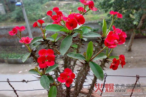 刺梅花家里养风水好吗？了解刺梅养殖方法