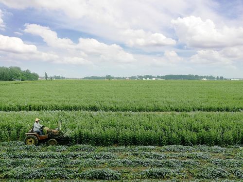 南阳市艾产业：打造“世界艾乡”