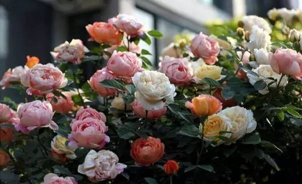 广东广西种植藤本月季的必要性