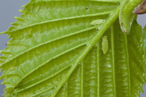 “蚜虫最爱哪些植物？揭秘最全招蚜虫植物名单