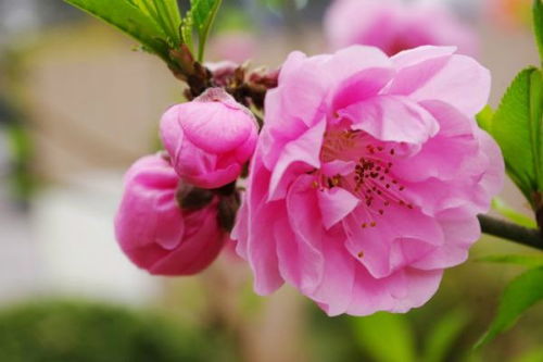 玫瑰：爱情的象征