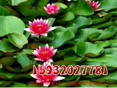 一、栽培季节与茬口安排