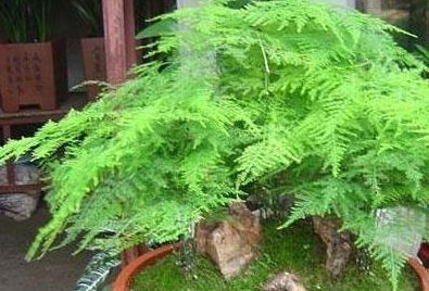 文竹的养护技巧：不烂根，不黄叶