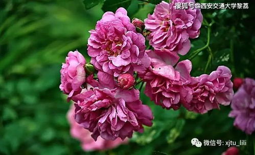 野蔷薇花开， 春意盎然